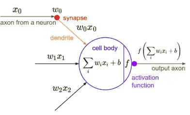 Neruon diagram